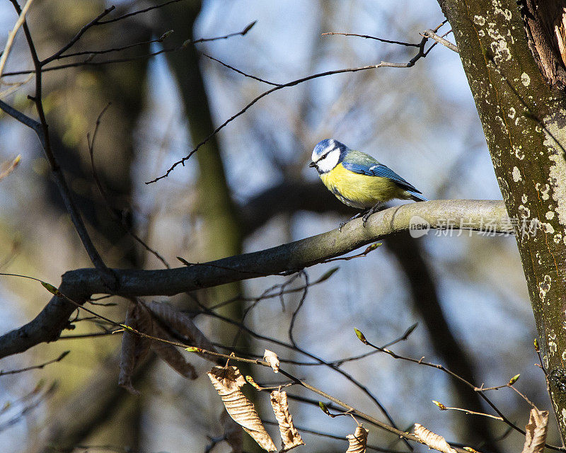 春天在树枝上的蓝色山雀(sc. Parus caeruleus)